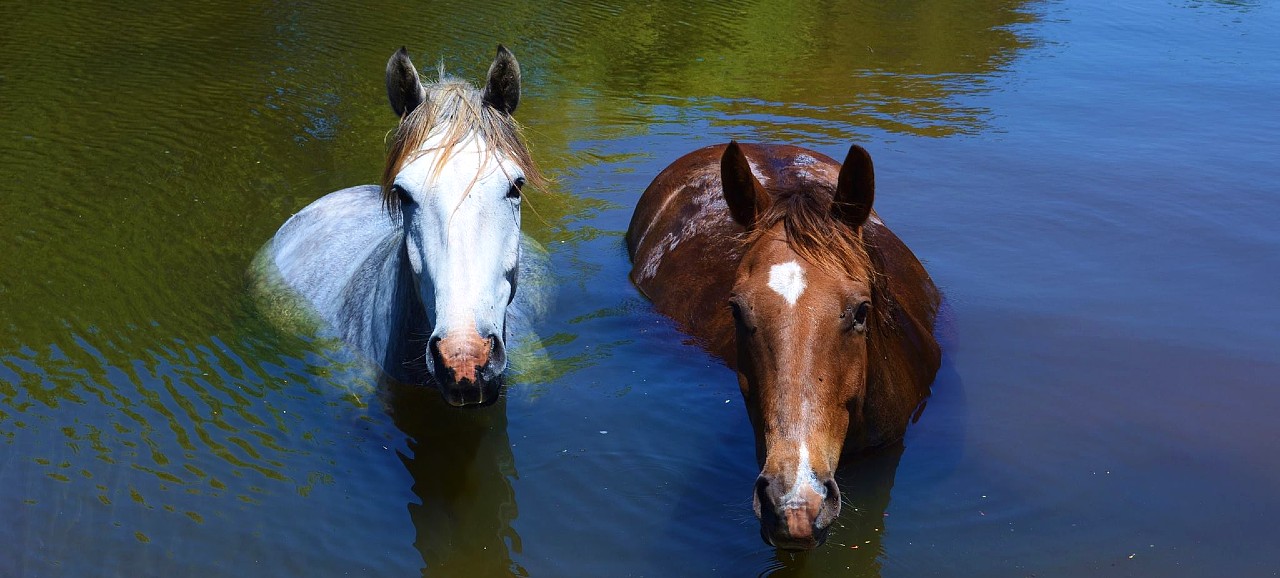 dorrigo vet clinic equine services