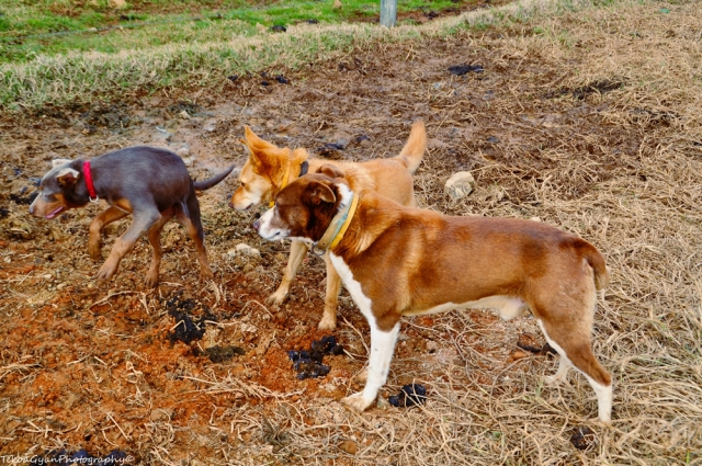 3 dogs small