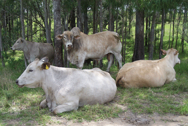 cattle 3daysickness