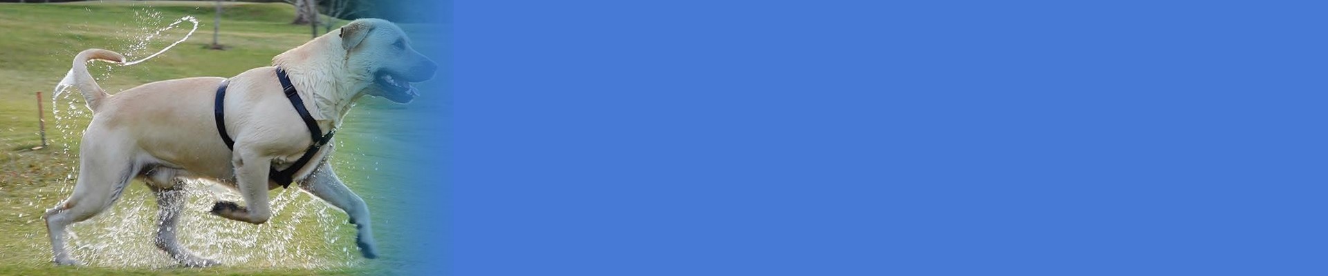 dorrigo-vet-small-animals-banner
